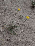 Image de Leontodon hyoseroides subsp. pseudocrispus (Bisch.) Greuter