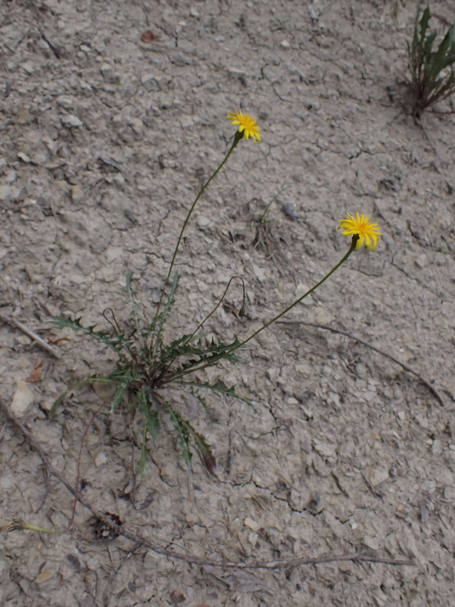 Image of Leontodon hyoseroides subsp. pseudocrispus (Bisch.) Greuter