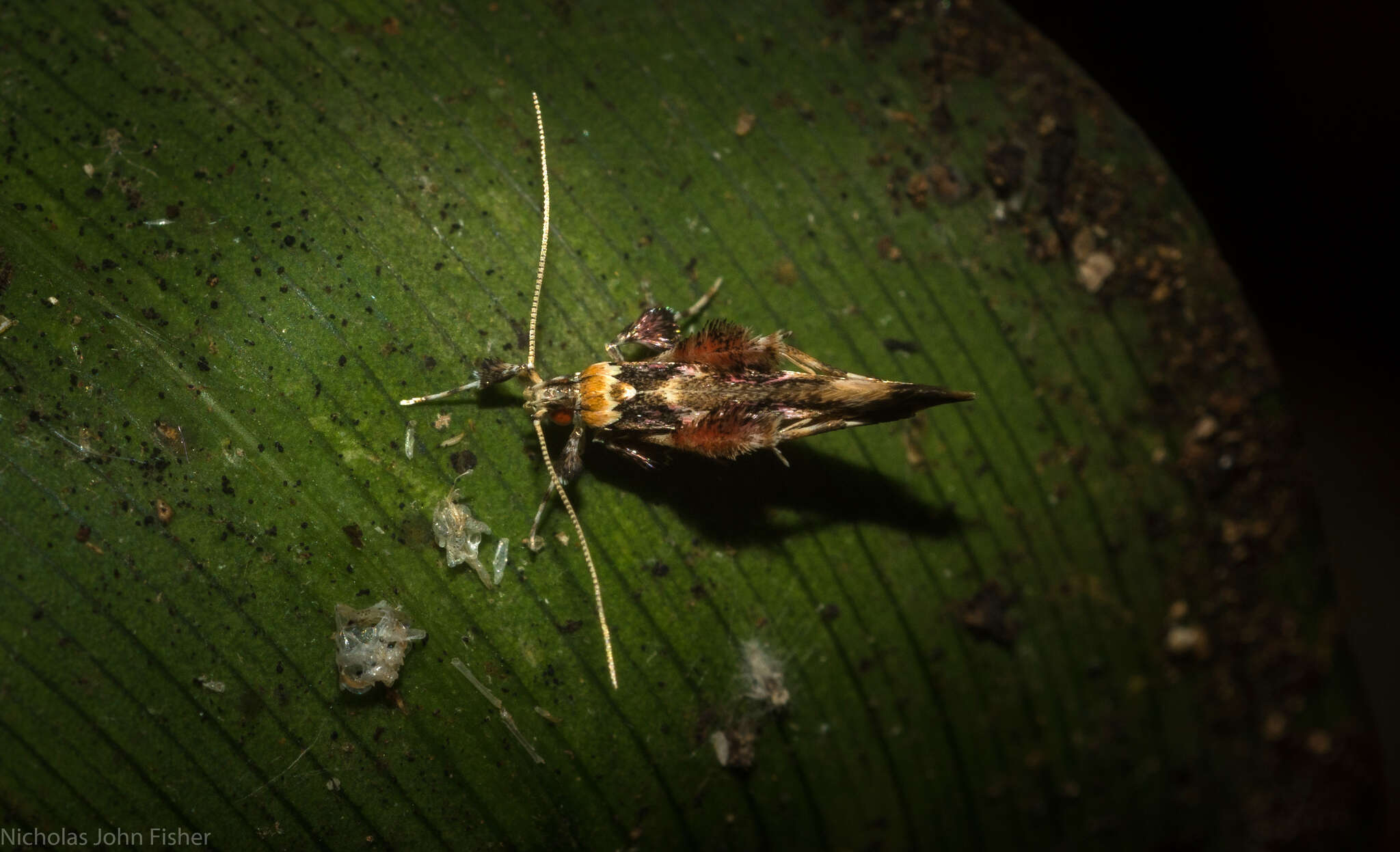 Image of Persicoptila oenosceles Turner 1917