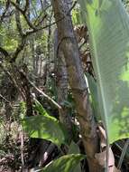 Image of Mountain strelitzia