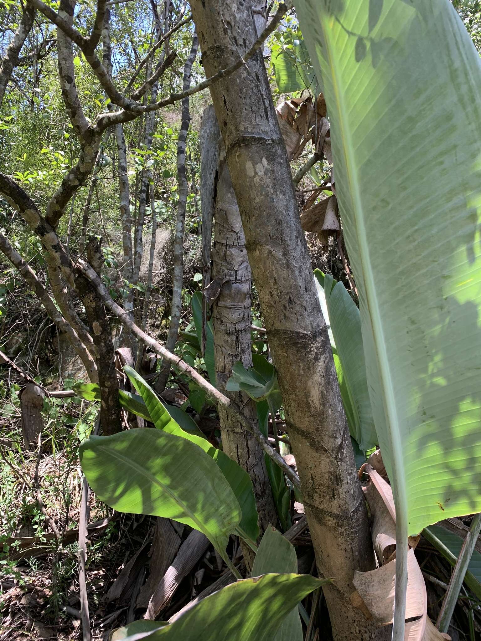 Image of Mountain strelitzia