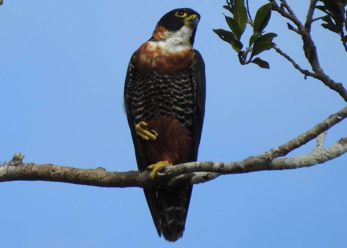 Image of Orange-breasted Falcon