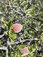 Image de Prunus havardii (W. Wight) Mason