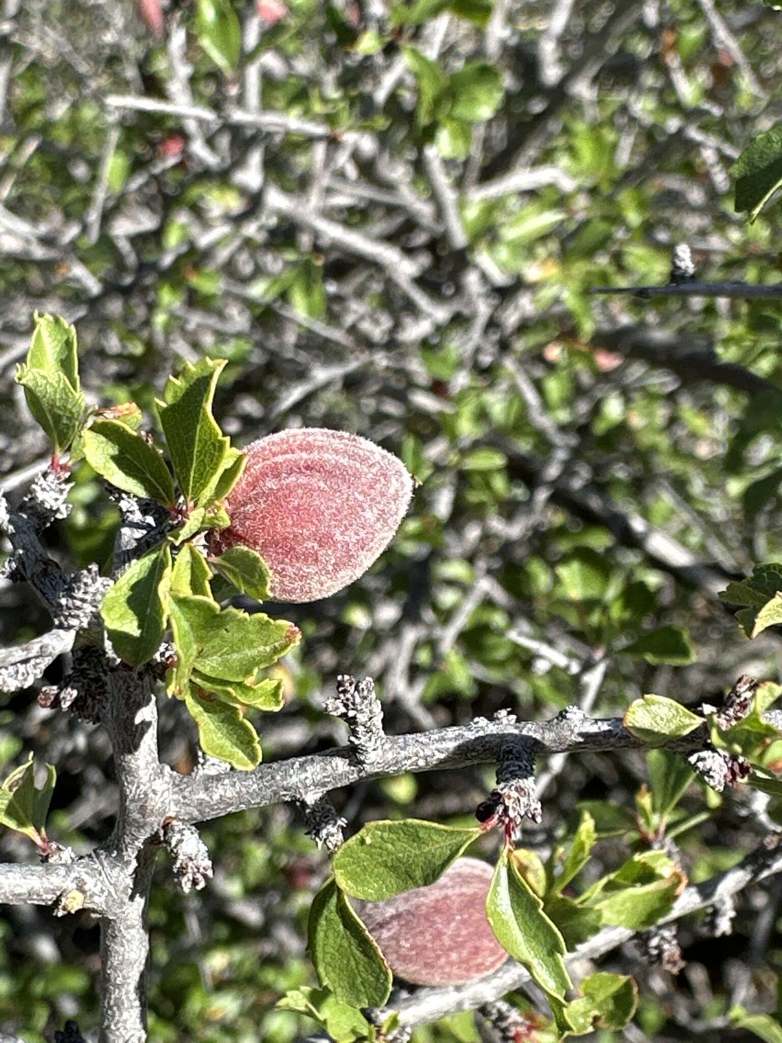 Image de Prunus havardii (W. Wight) Mason