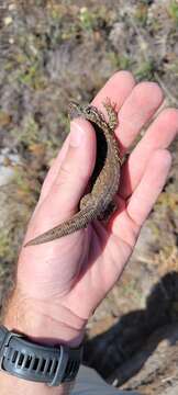 Image of Island Night Lizard