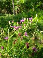 Image of tall ironweed