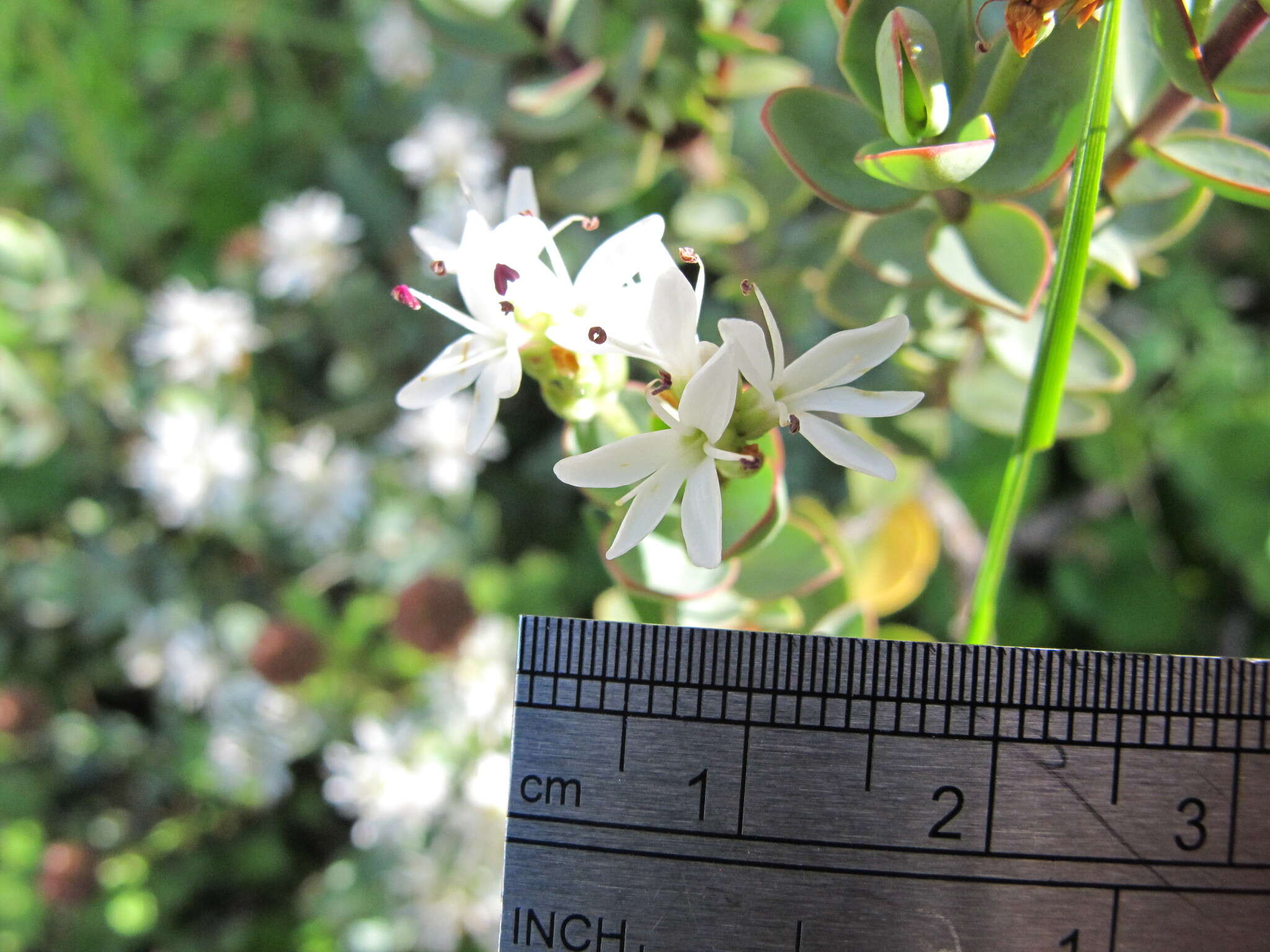 Image of Veronica pinguifolia Hook. fil.