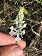 Image de Platanthera nivea (Nutt.) Luer