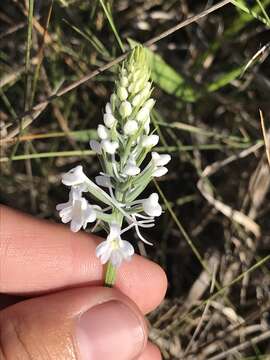 Image of Snowy orchid