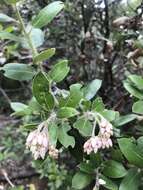 Plancia ëd Arctostaphylos crustacea subsp. crinita (J. E. Adams) V. T. Parker, M. C. Vasey & J. E. Keeley