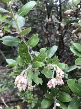 Plancia ëd Arctostaphylos crustacea subsp. crinita (J. E. Adams) V. T. Parker, M. C. Vasey & J. E. Keeley