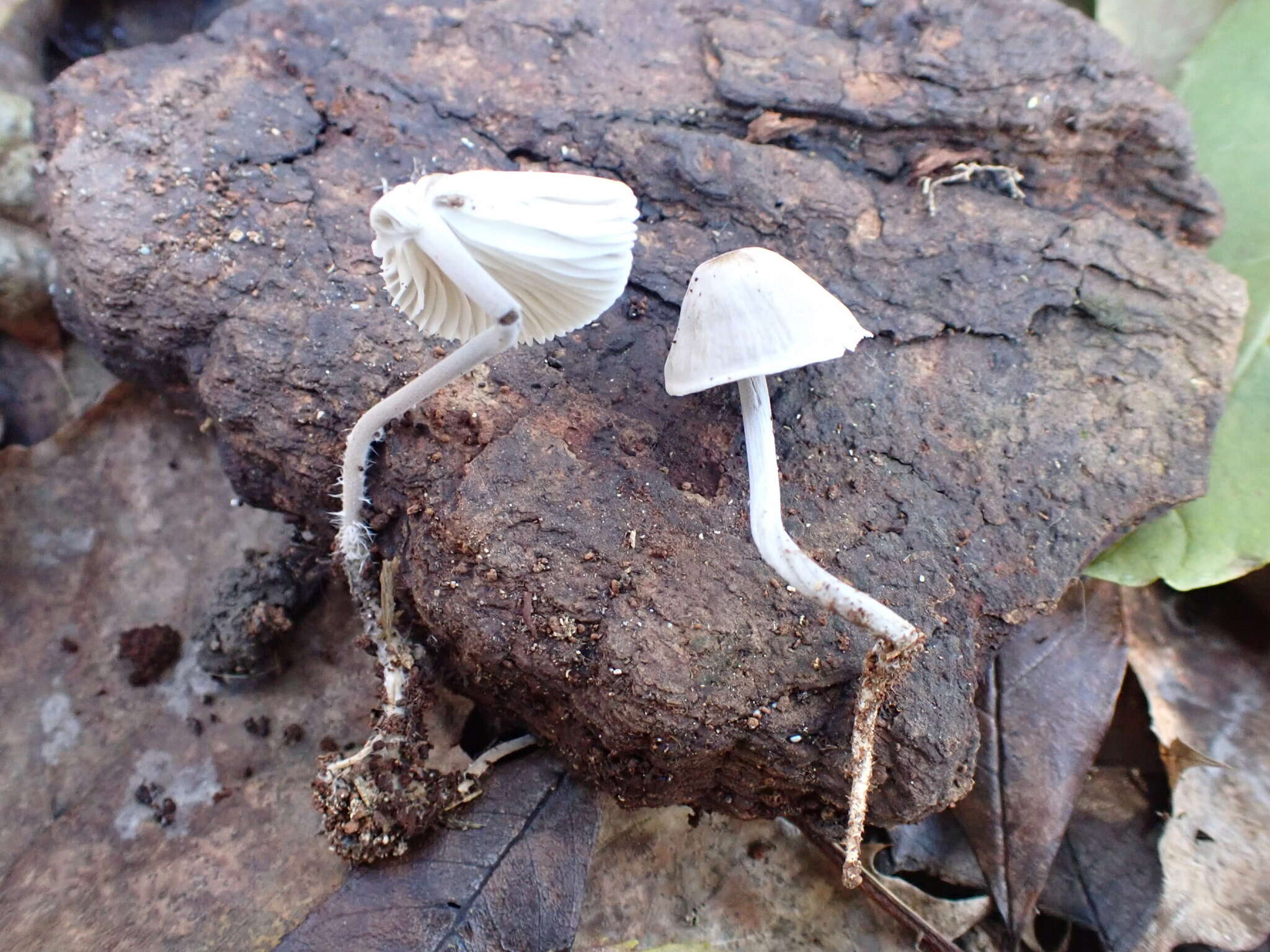 Image of Mycenella bryophila (Voglino) Singer 1951