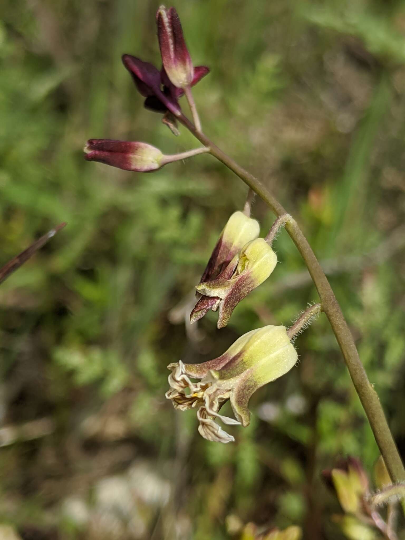 Image de Caulanthus lemmonii S. Watson