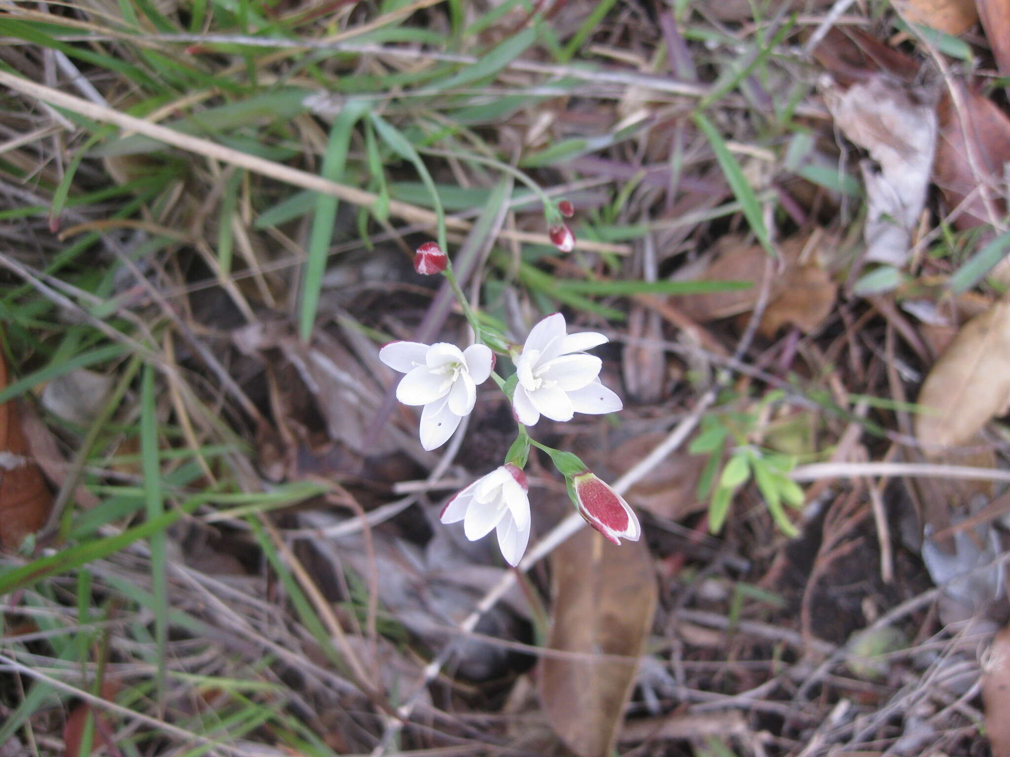 Plancia ëd Hesperantha falcata subsp. falcata