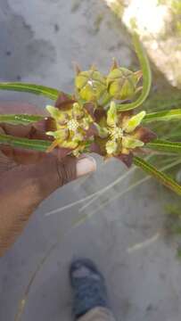 Image of Pachycarpus concolor subsp. arenicola Goyder