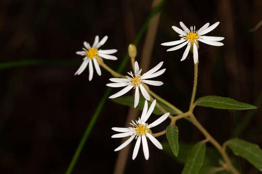 Image of Olearia nernstii F. Müll.