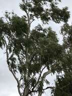 Image of Corymbia tessellaris (F. Müll.) K. D. Hill & L. A. S. Johnson