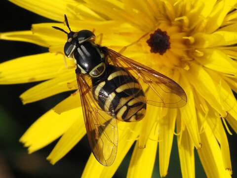 Image de Chrysotoxum intermedium Meigen 1822