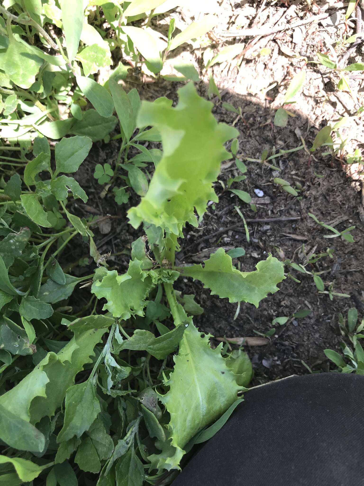 Image of garden lettuce