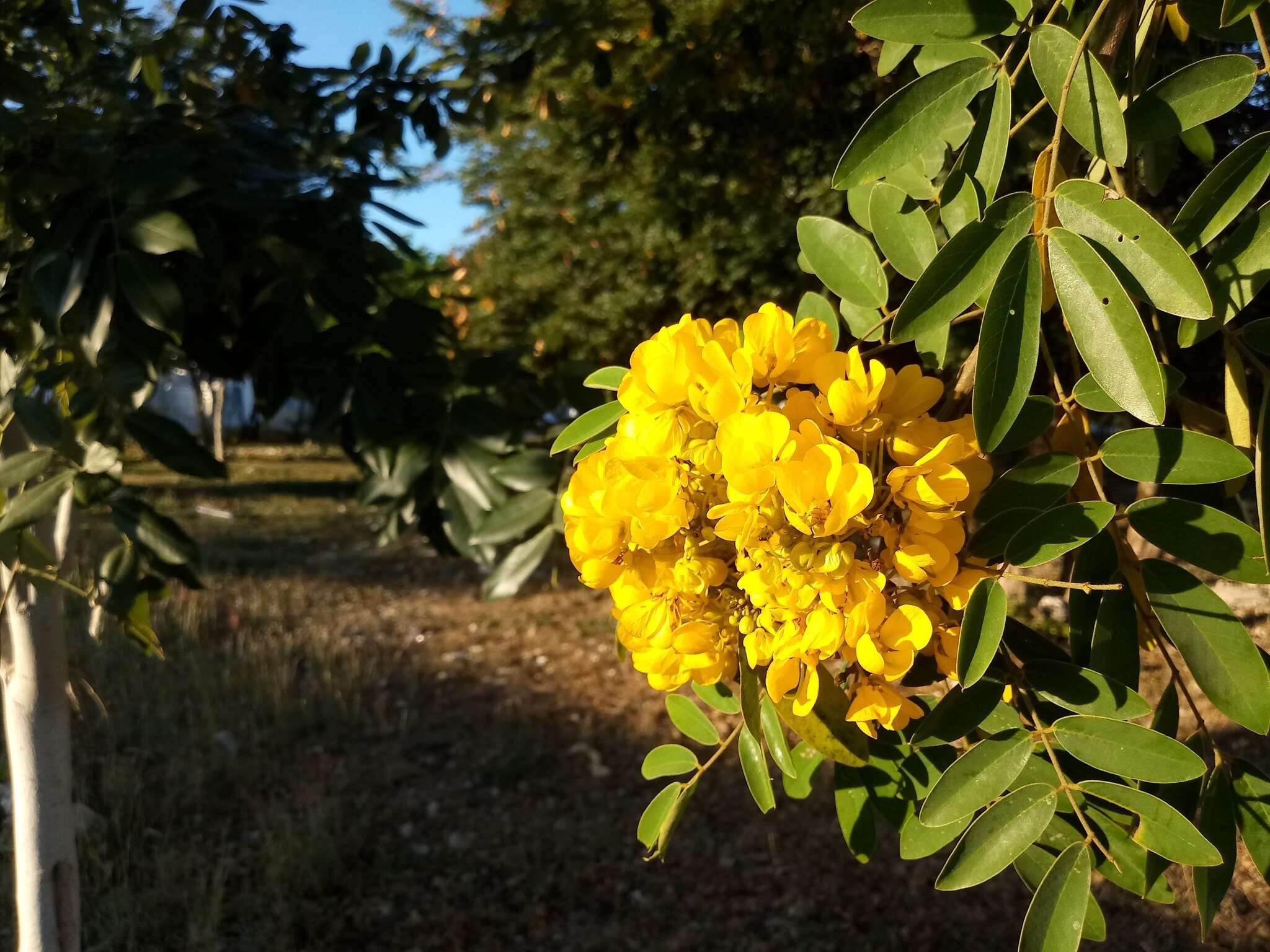 Plancia ëd Senna racemosa (Mill.) H. S. Irwin & Barneby