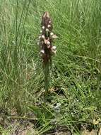 Image of Satyrium cristatum var. cristatum