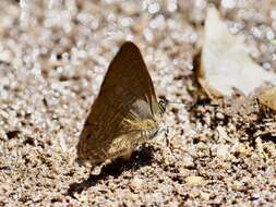 Image of Anthene ligures (Hewitson 1874)