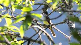 Image of Dusky-capped Flycatcher