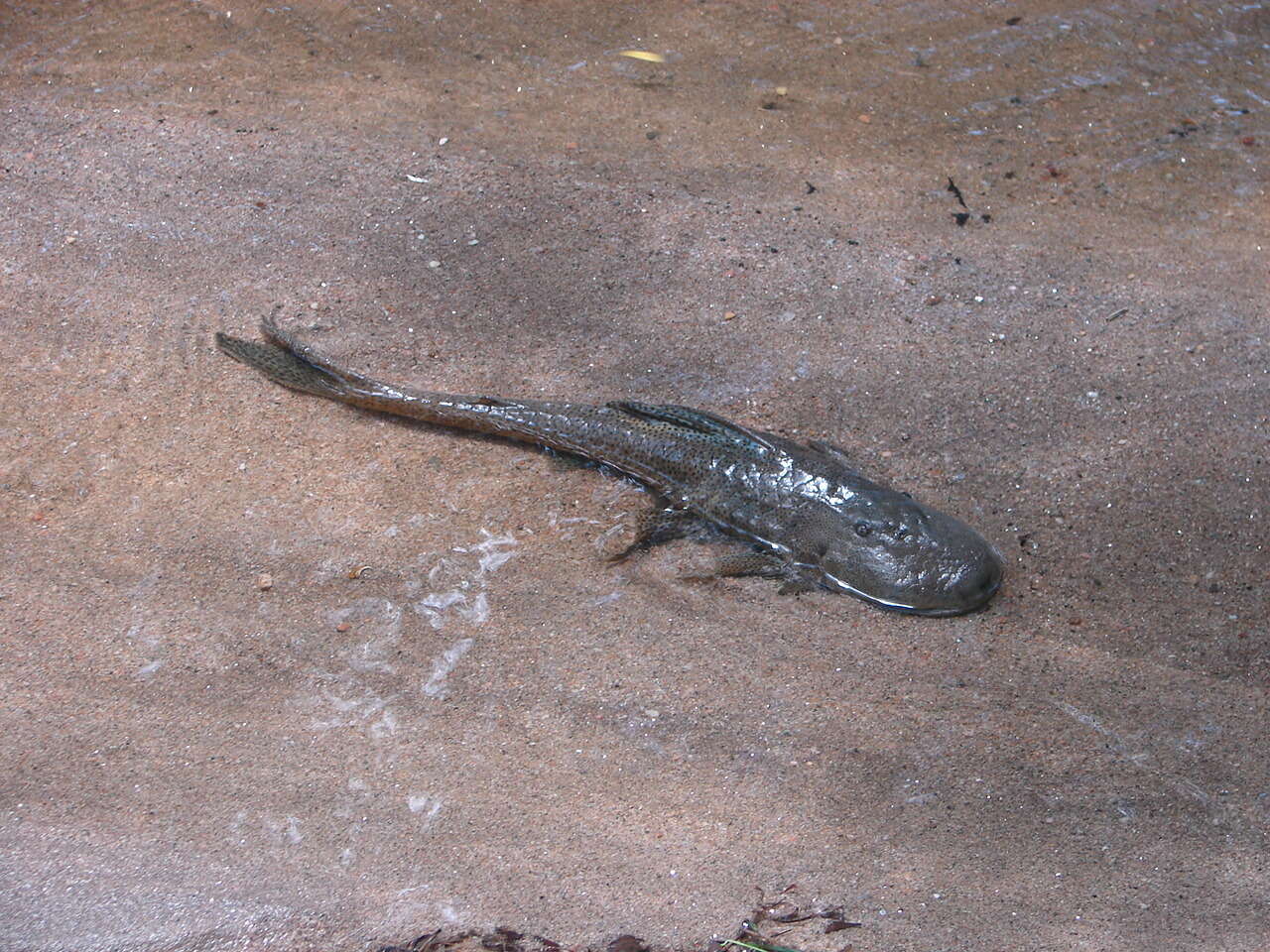 Image of Hypostomus paranensis Weyenbergh 1877