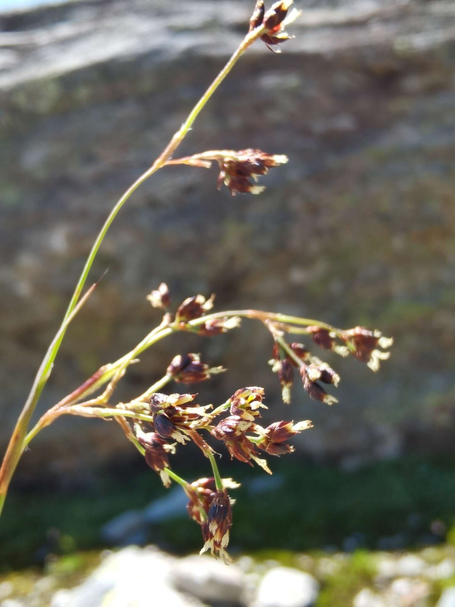 Image of alpine woodrush