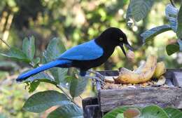 Image of San Blas Jay