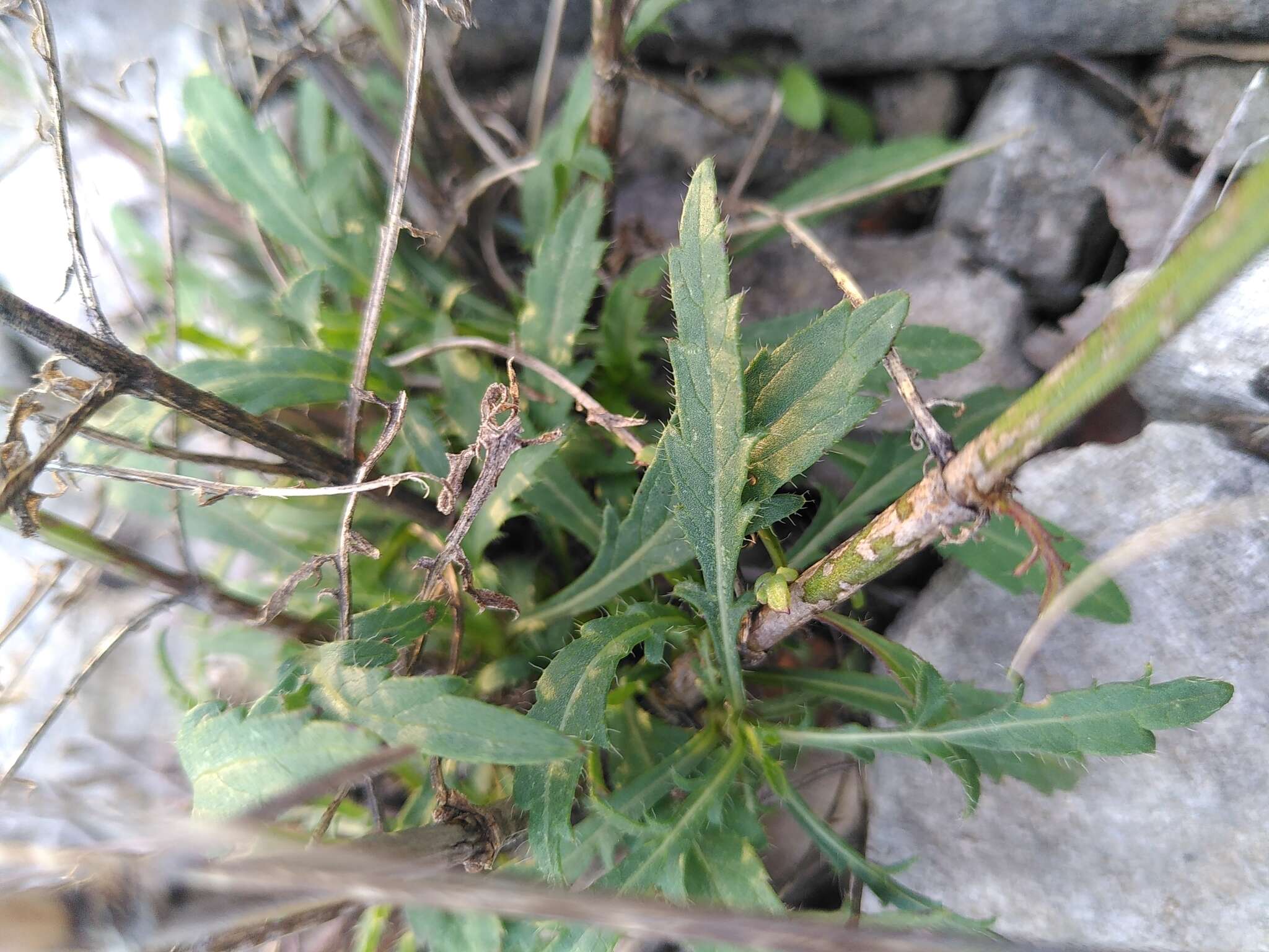 Image of Cephalaria leucantha (L.) Schrad.