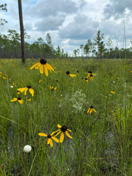 Image of Mohr's Coneflower