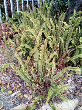 Image of <i>Nephrolepis <i>cordifolia</i></i> var. cordifolia