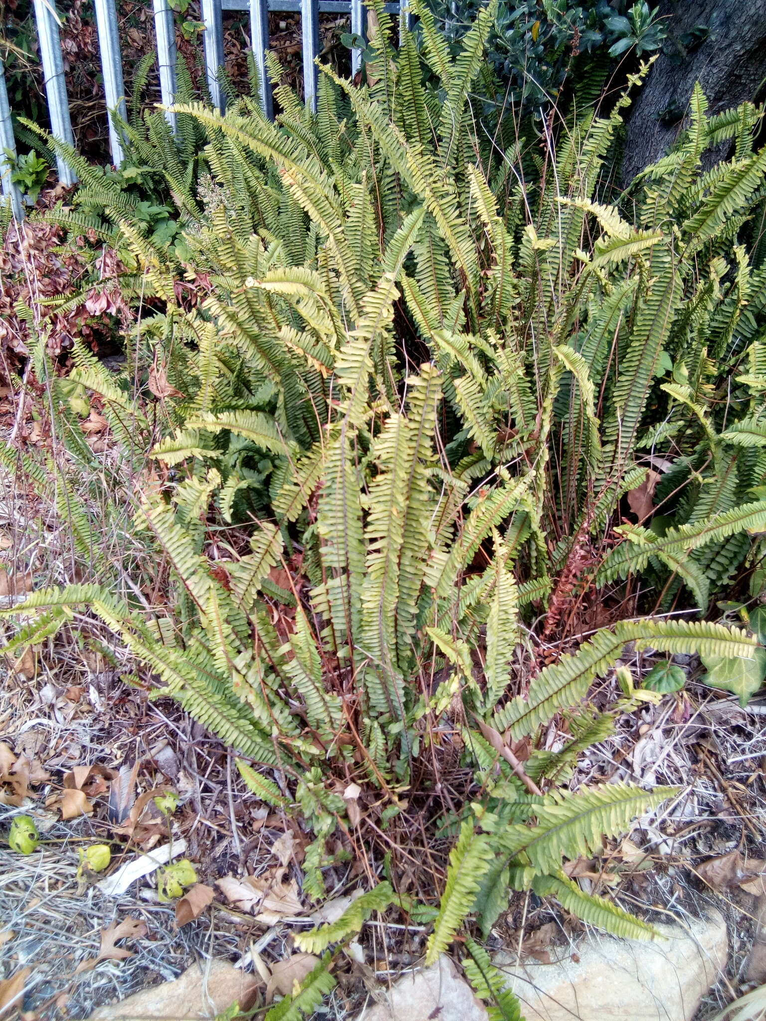 Image of <i>Nephrolepis <i>cordifolia</i></i> var. cordifolia