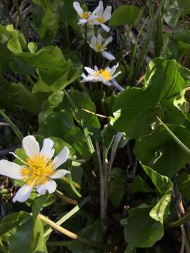 Image de Caltha leptosepala DC.