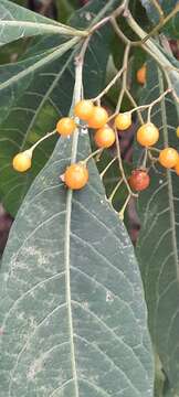 Image of Solanum argentinum Bitter & Lillo