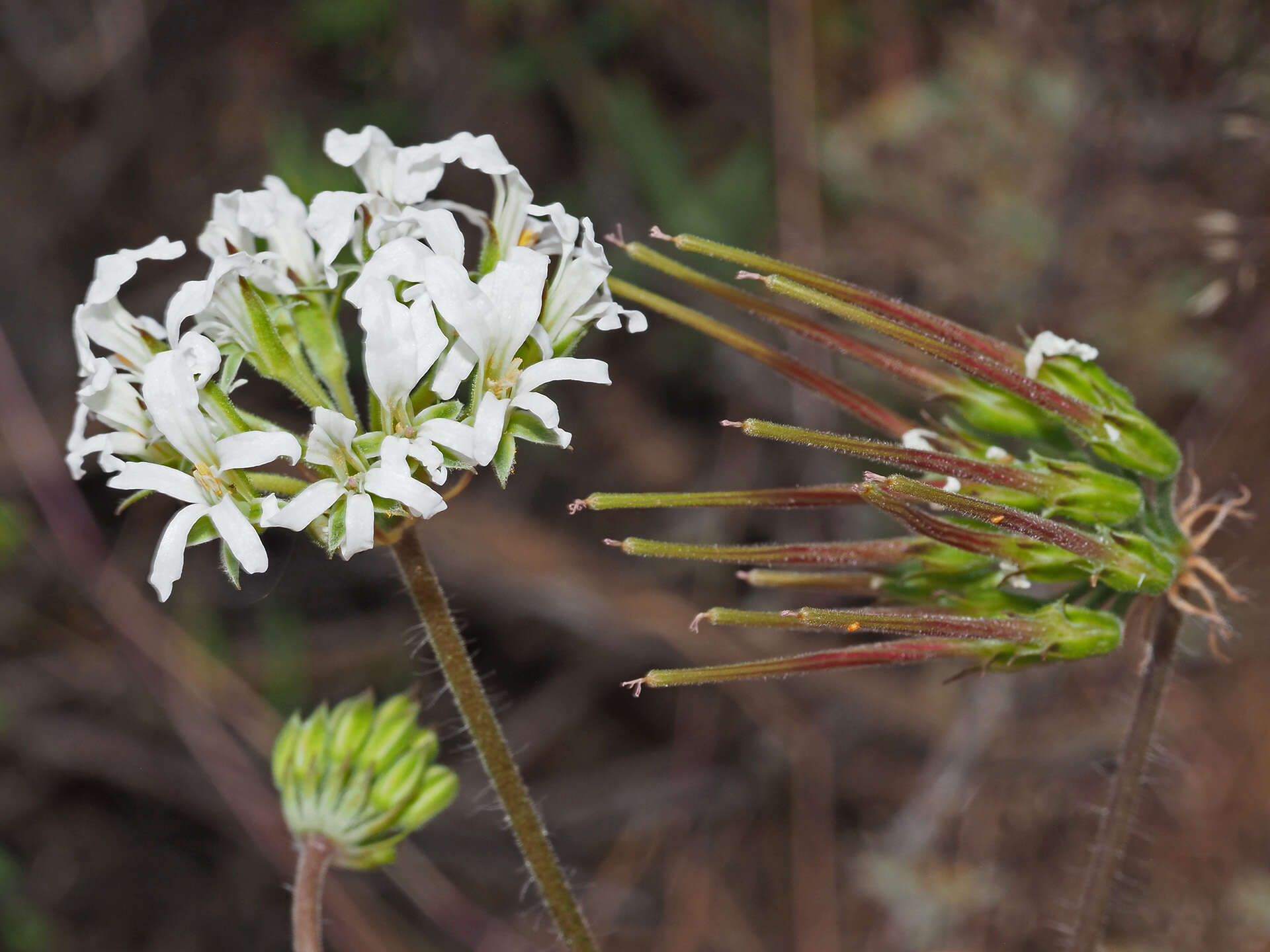 Image of Pelargonium violiflorum (Sweet) DC.