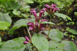 Image de Phlomoides ornata (C. Y. Wu) Kamelin & Makhm.