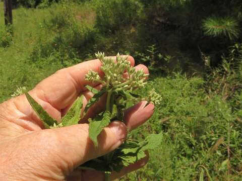 Image of thoroughwort