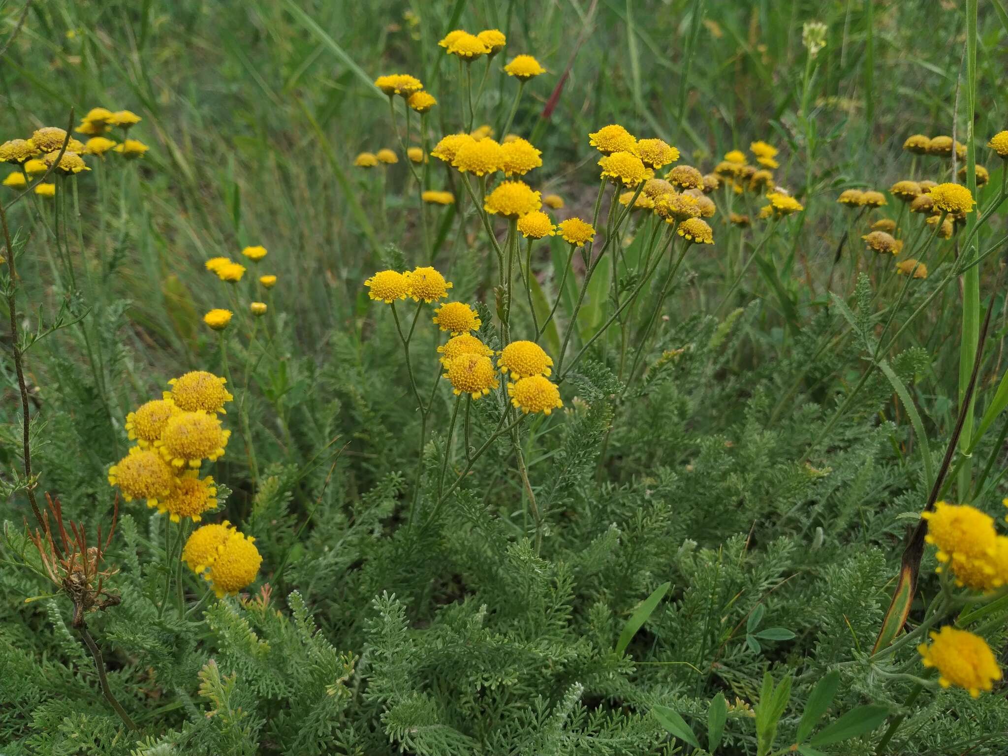 Tanacetum millefolium (L.) Tzvel. resmi