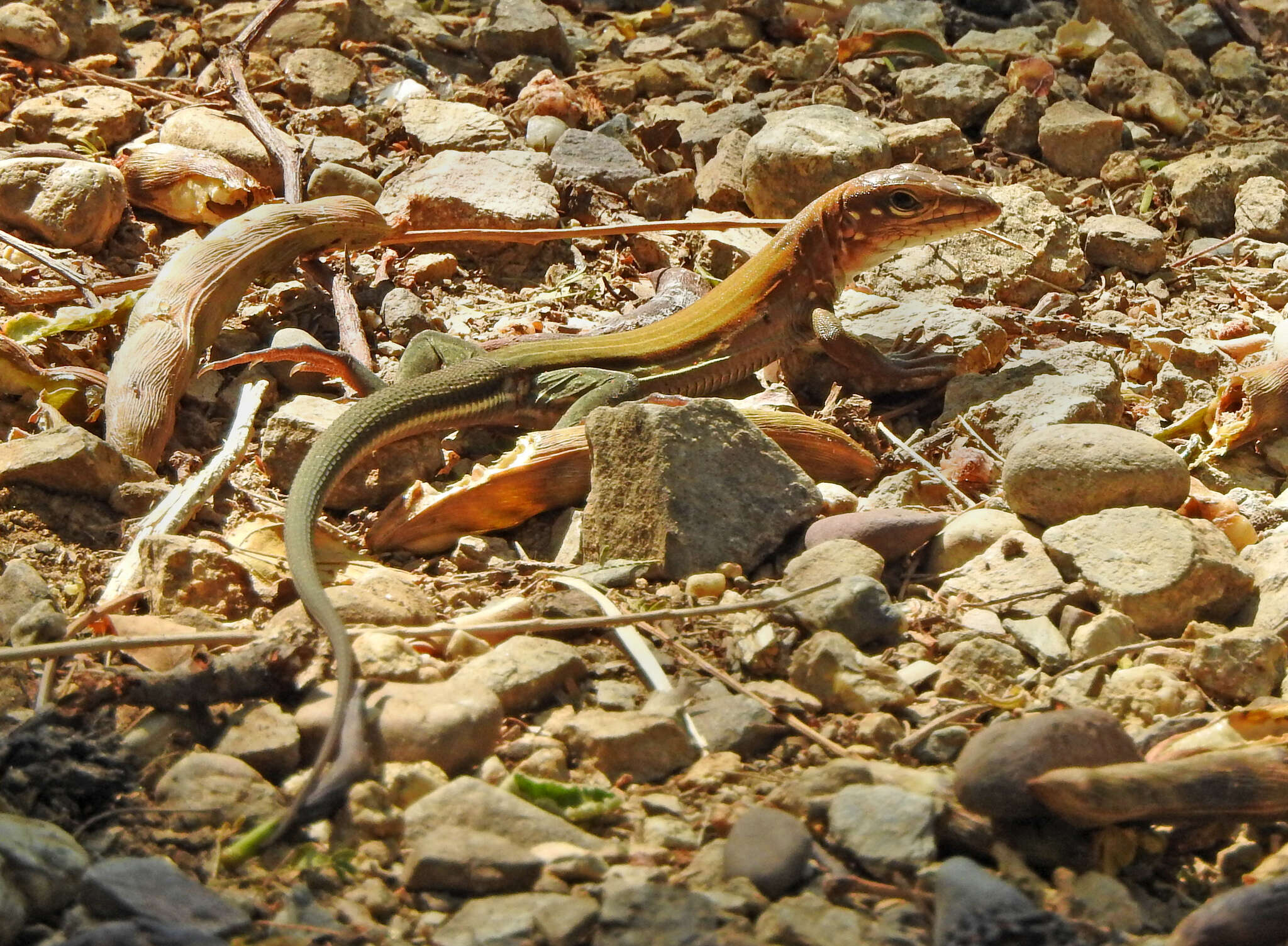 Image of Aspidoscelis guttatus (Wiegmann 1834)