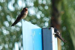 Image of Pacific Swallow