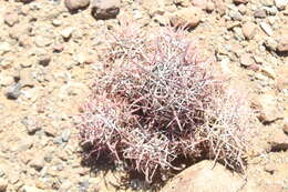 Ferocactus chrysacanthus subsp. grandiflorus (G. E. Linds.) N. P. Taylor resmi