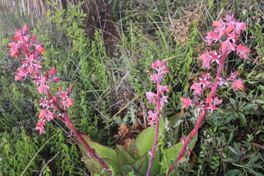 Image of Echeveria subrigida (Robins. & Seaton) Rose ex Britton & Rose