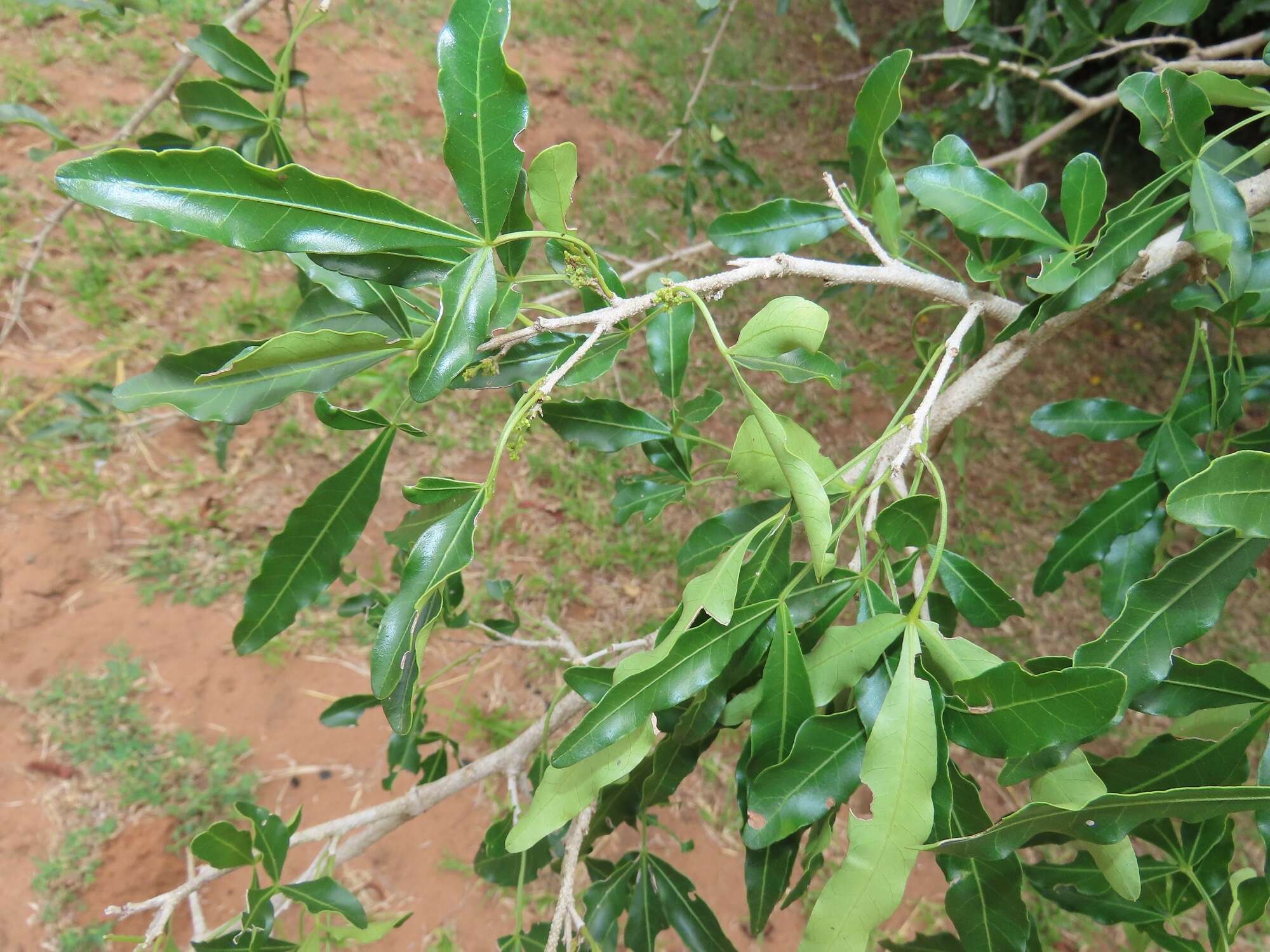 Image of Searsia gueinzii (Sond.) F. A. Barkley