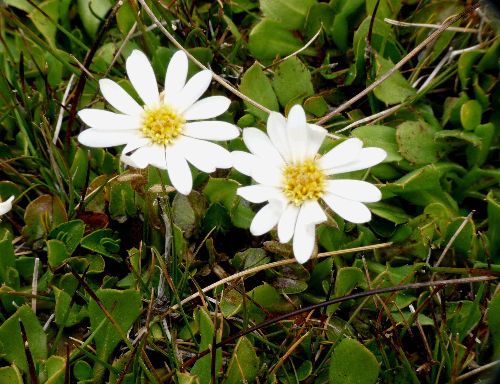 Plancia ëd Celmisia glandulosa Hook. fil.