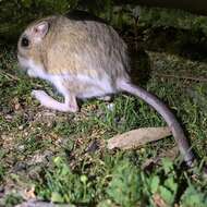 Image of Giant Kangaroo Rat