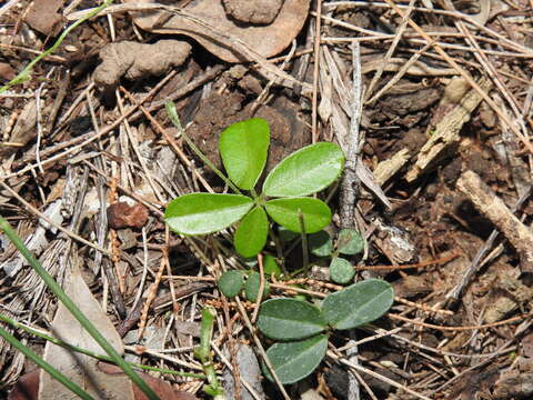 Image of Glycine cyrtoloba Tindale