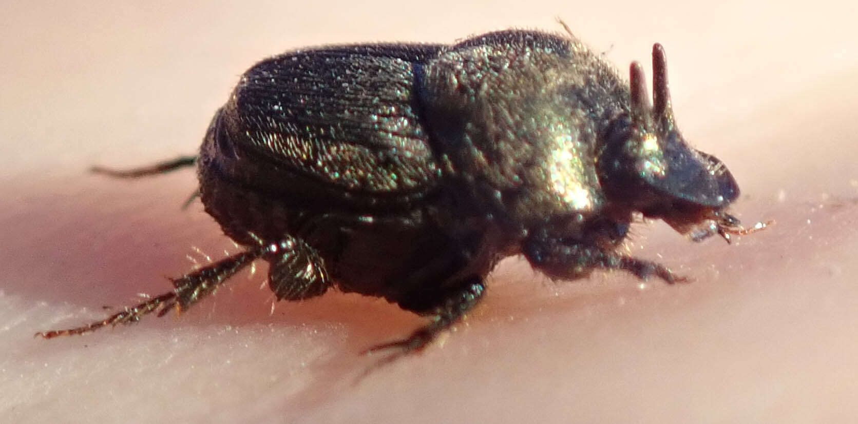 Image of Onthophagus aeruginosus Roth 1851