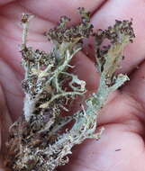 Image of cup lichen